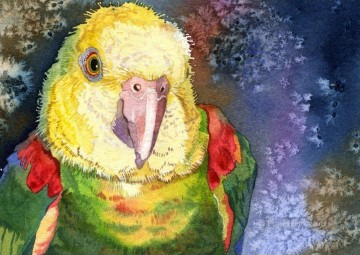 Tier Werke - Papagei Baby Vögel